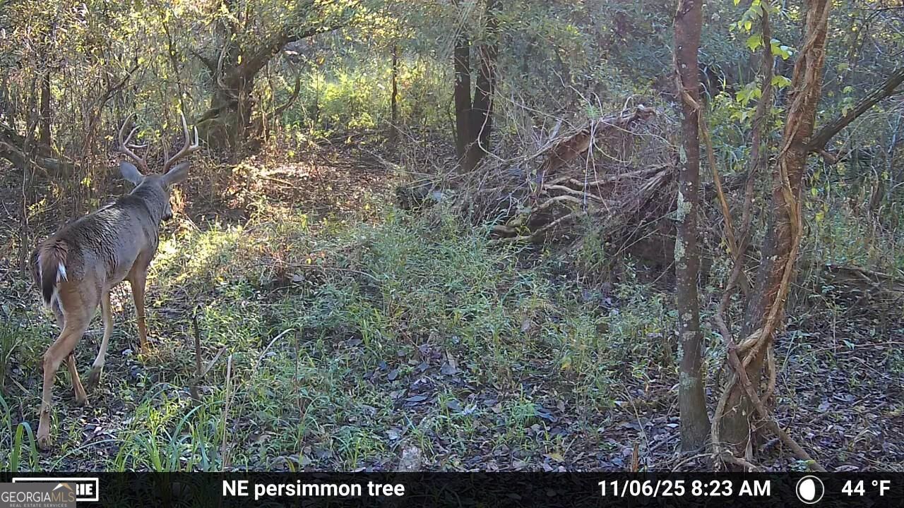 0 Sam Bradley Road Americus, GA 31709 - Photo 34 of 37 Gallery Image 34