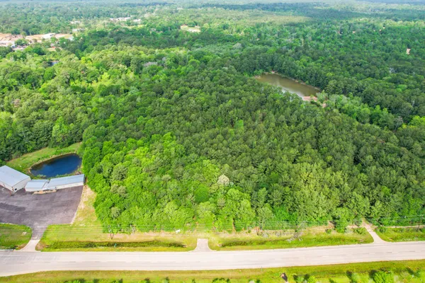 a close up of a plant in a garden