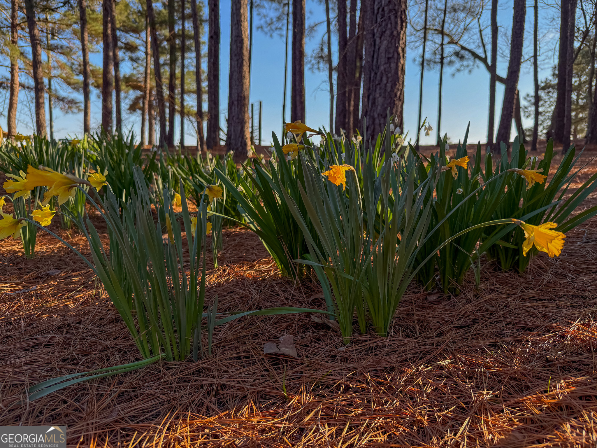 721 Thrasher Road Plains, GA 31780 - Photo 24 of 27 a view of a plant in front of a building