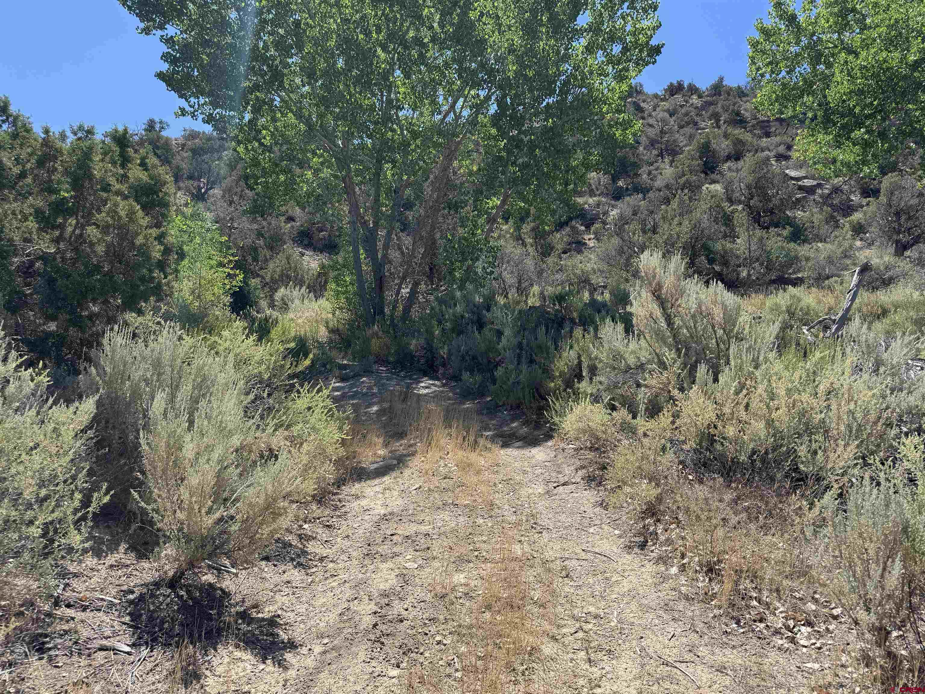 Tbd Rd G Cortez, CO 81321 - Photo 2 of 9 a view of a forest with lots of trees