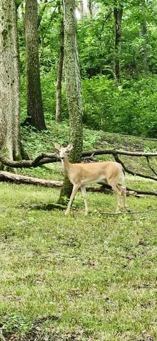 a view of a yard with an outdoor space