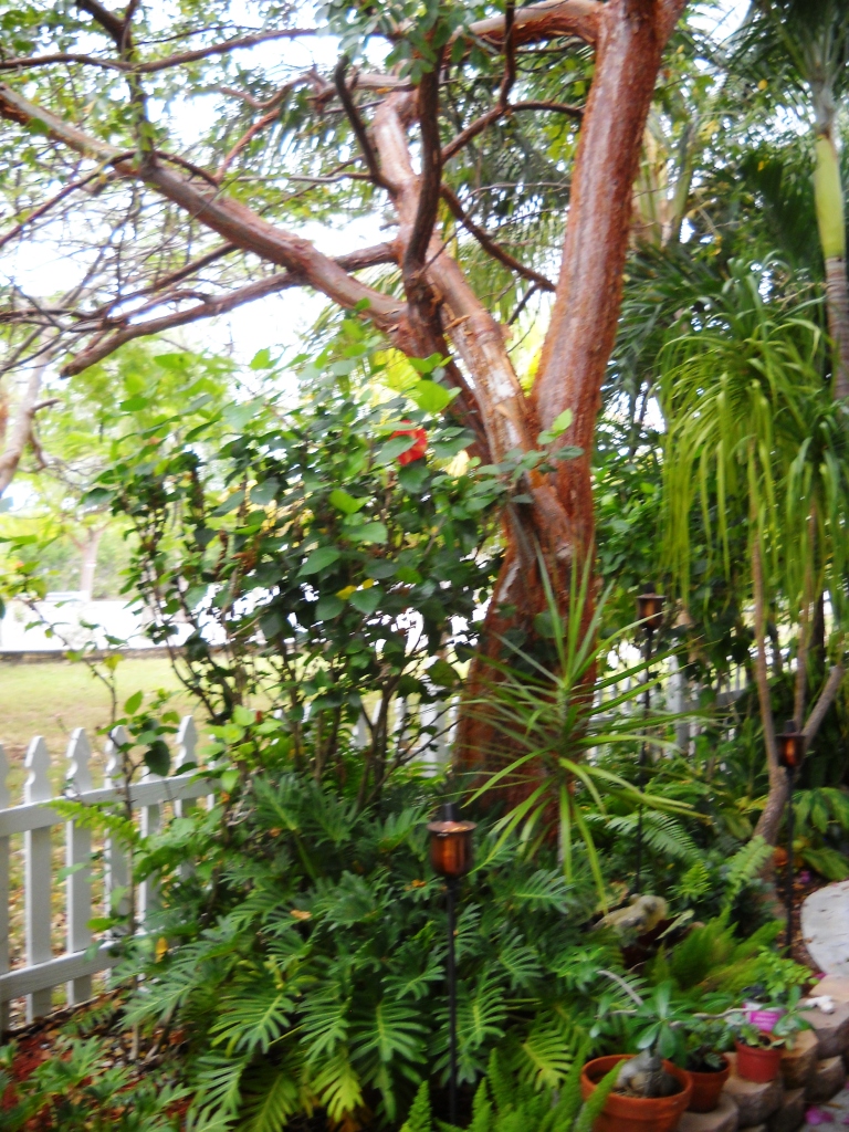 3931 Gordon Road Big Pine Key, FL 33043 - Photo 43 of 47 Landscapping 3