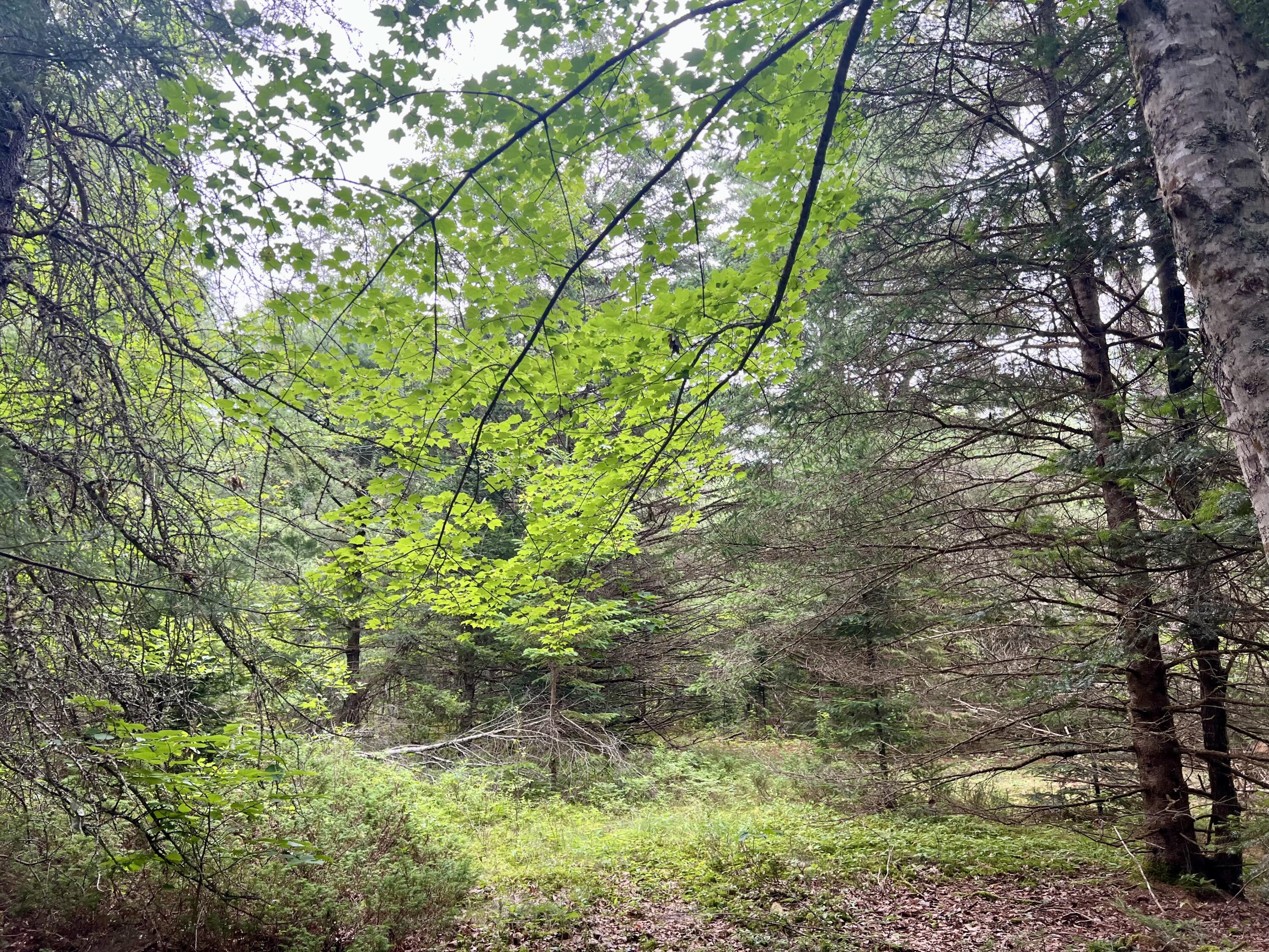 Lot 69 Campground Road Searsport, ME 04974 - Photo 26 of 46 IMG_5634