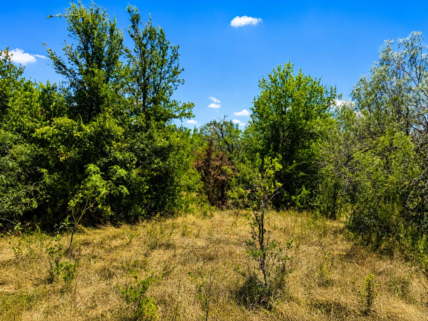 A natural setting with mature trees and open grasslands offers a private, serene environment for your future home.