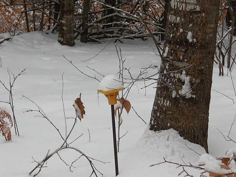 Lot #1 Off South Road Parsonsfield, ME 04047 - Photo 6 of 35 Land. Corner Pin.