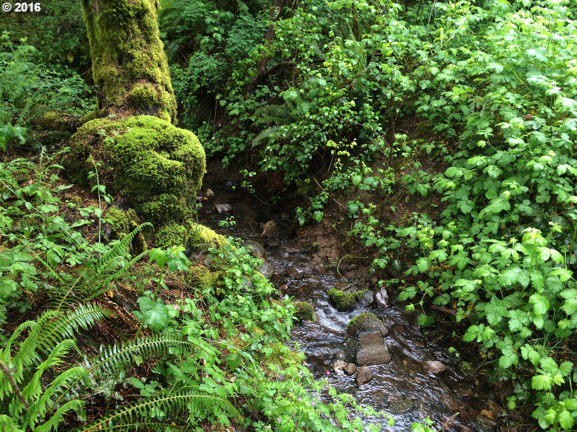 652 Aalvik Road Stevenson, WA 98648 - Photo 6 of 22 Creek