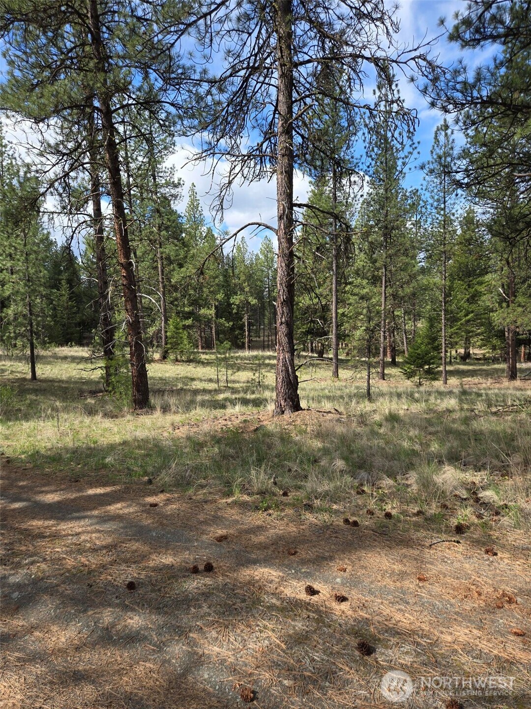 117 Squirrel Road Tonasket, WA 98855 - Photo 14 of 24 a view of outdoor space with trees