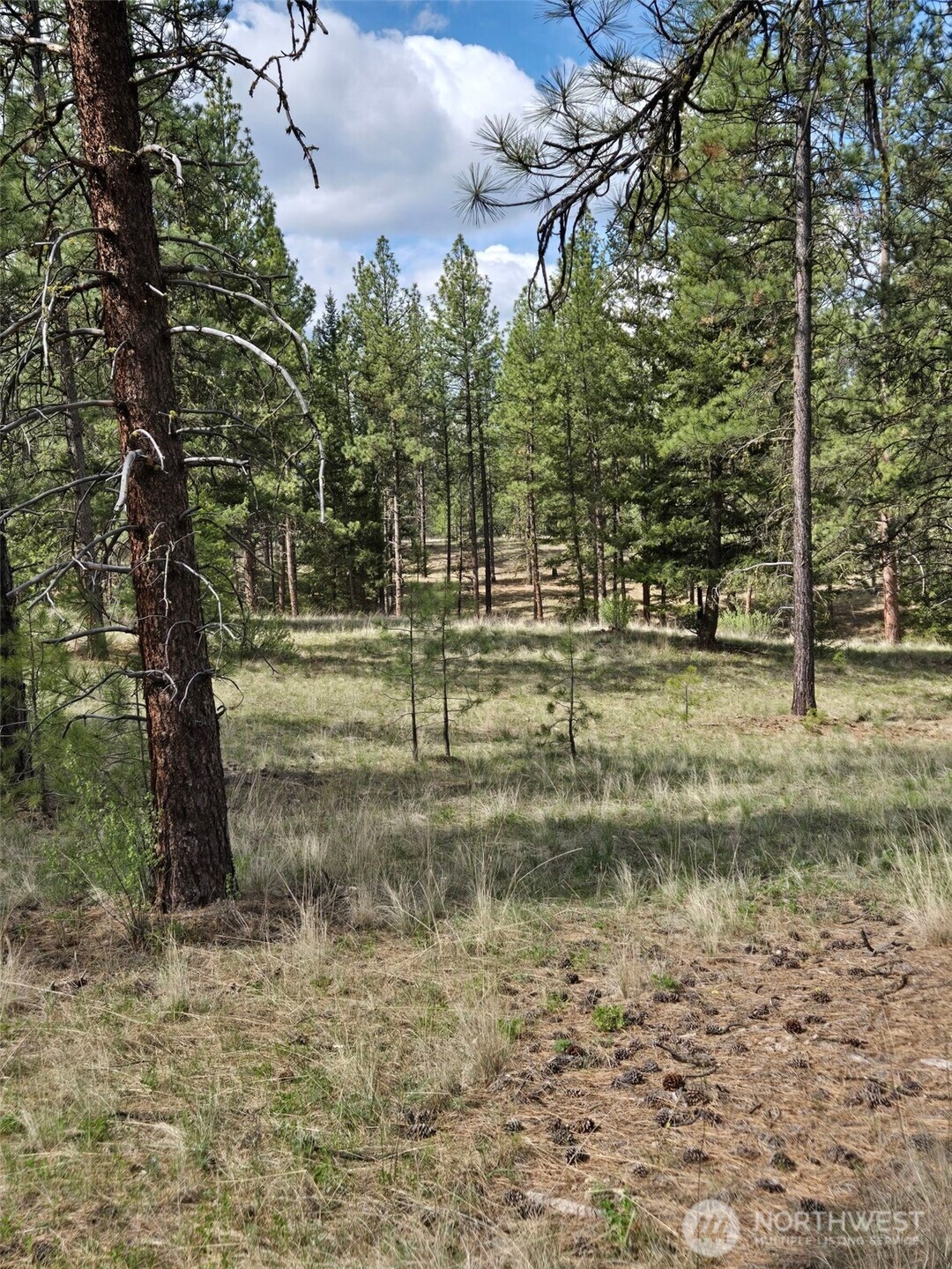 117 Squirrel Road Tonasket, WA 98855 - Photo 16 of 24 a view of a yard with trees