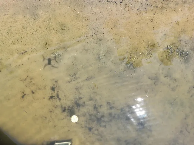 $949,900 | 29317 Misty Pines Street, Dowagiac, MI 49047