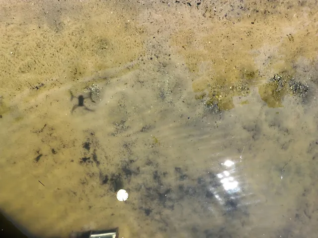 $949,900 | 29317 Misty Pines Street, Dowagiac, MI 49047