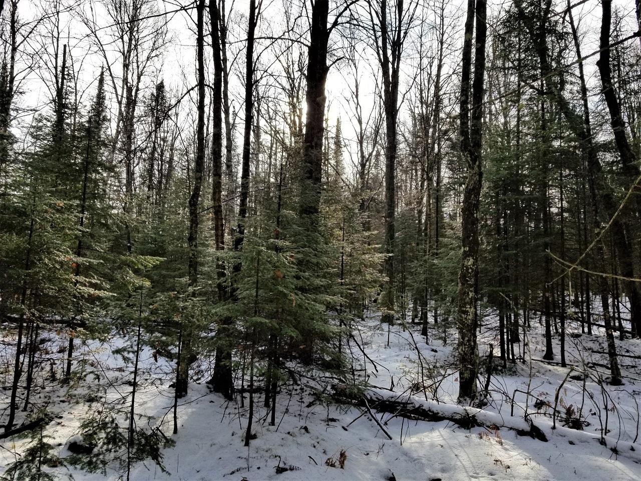 Lot 1 Weber Lake Road Mercer, WI 54547 - Photo 8 of 15 Gallery Image 8