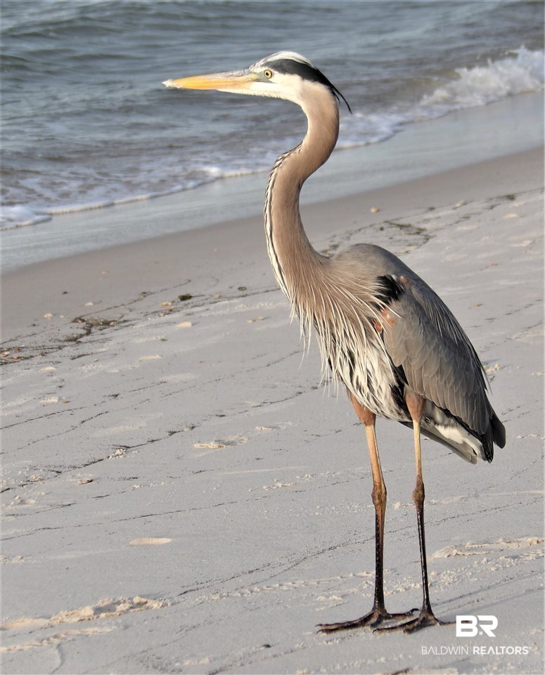 497 Plantation Road, Unit 1244 Gulf Shores, AL 36542 - Photo 44 of 50 Bird Watchers Paradise