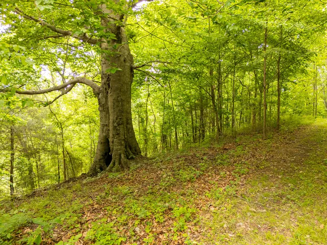 $1,450,000 | 0 Taylors Store Road, Hampshire, TN 38461