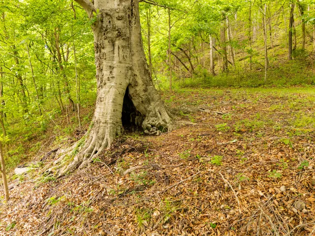 $1,450,000 | 0 Taylors Store Road, Hampshire, TN 38461