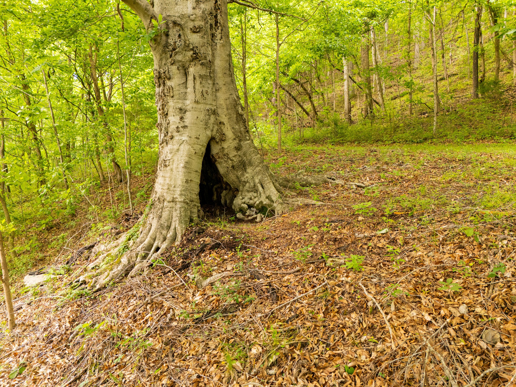 0 Taylors Store Road Hampshire, TN 38461 - Photo 32 of 44