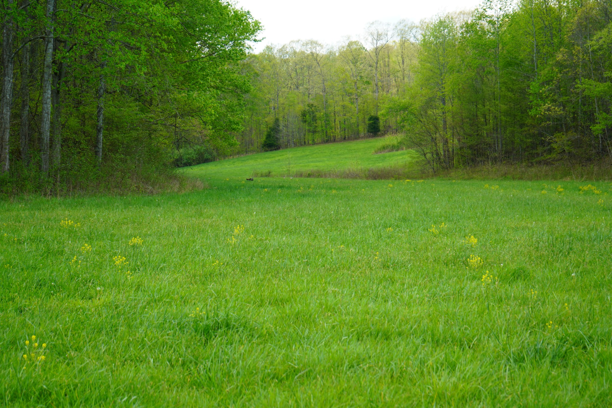 680 The Trace Dover, TN 37058 - Photo 15 of 43 a view of a lush green space