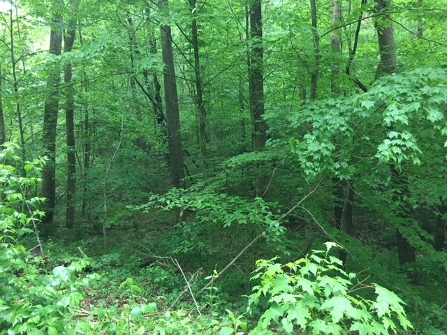 Bacon Springs Road Clinton, TN 37716 - Photo 8 of 12 Wooded Privacy