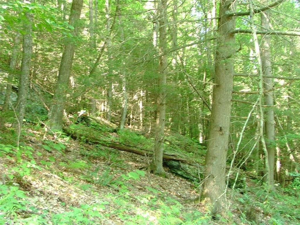 a green field with lots of bushes