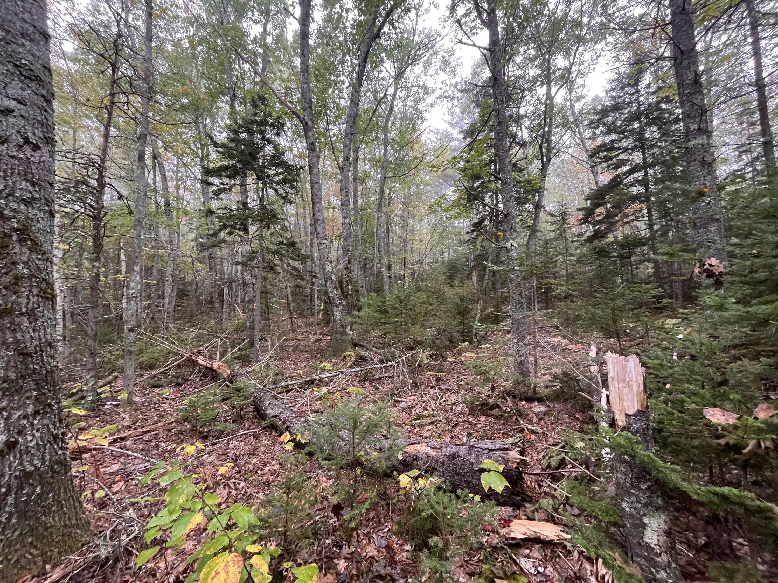 Lot 83 Black Spruce Road Bristol, ME 04539 - Photo 7 of 22 542D42D1-2B8C-4557-94D7-DA6343755E0D