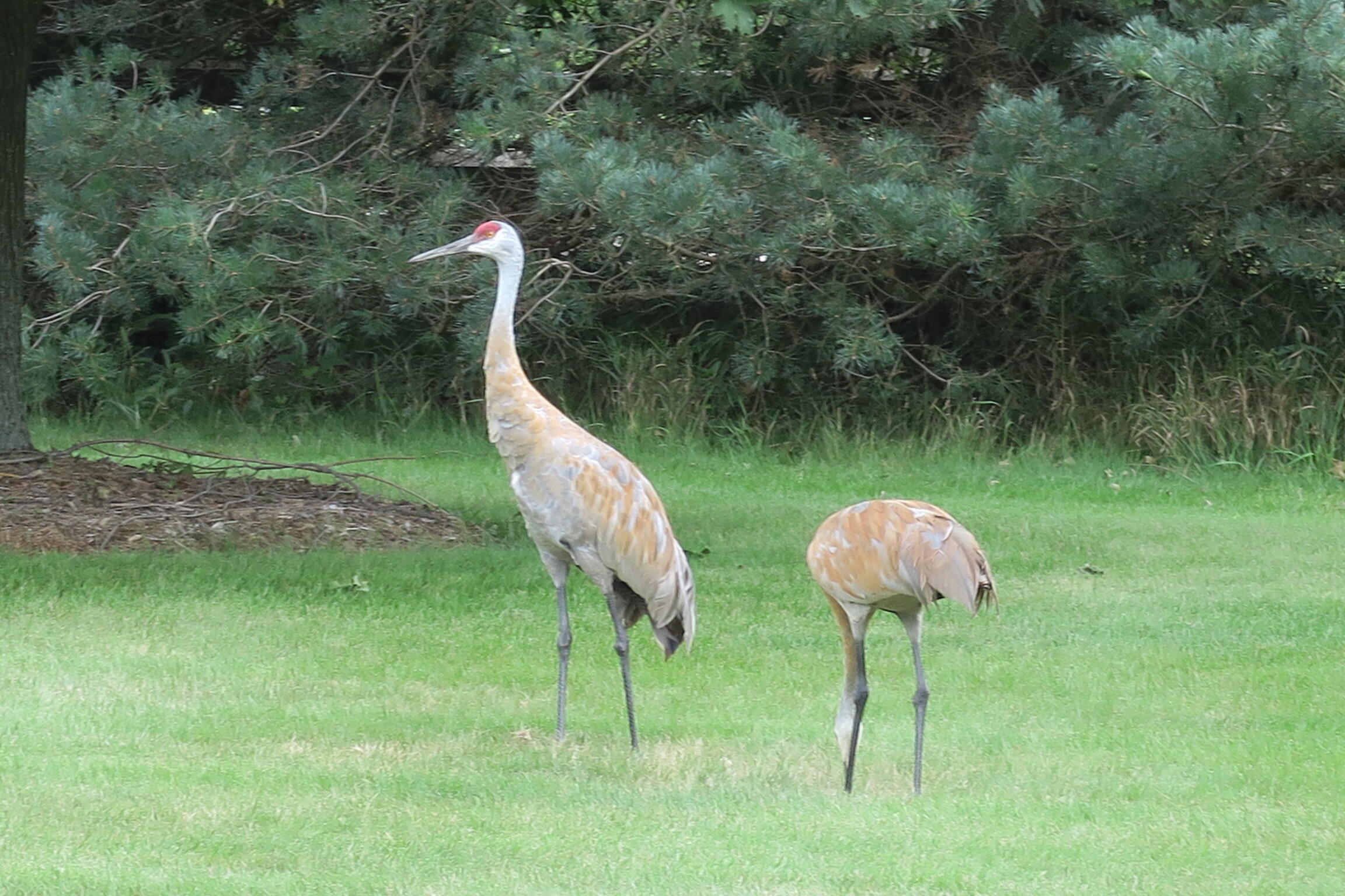 W292N3296 Summerhill Road Delafield, WI 53072 - Photo 81 of 95 IMG_6918