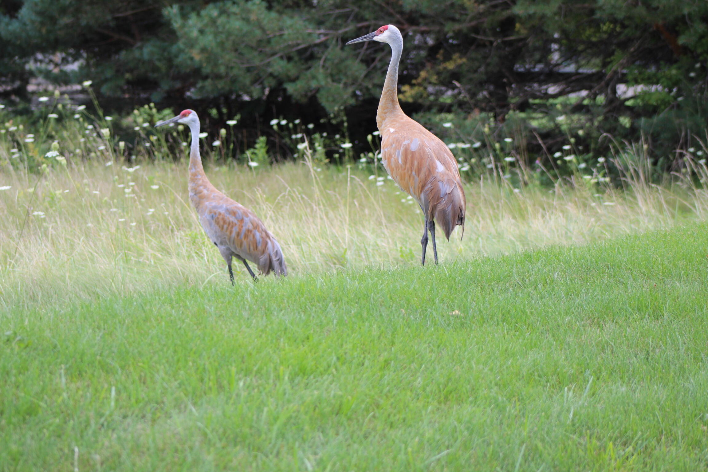 W292N3296 Summerhill Road Delafield, WI 53072 - Photo 84 of 95 IMG_2291