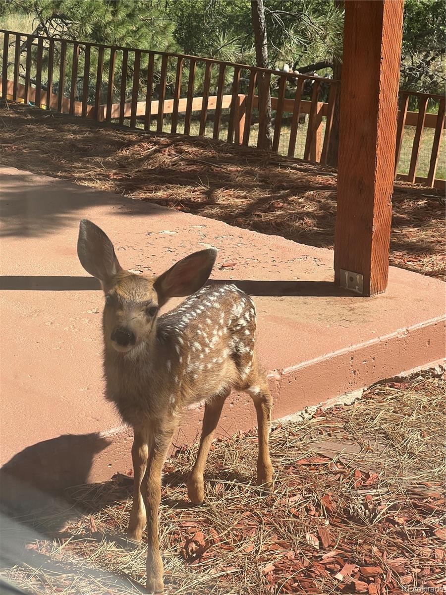 6224 Powell Road Parker, CO 80134 - Photo 29 of 40 a view of a backyard of the house