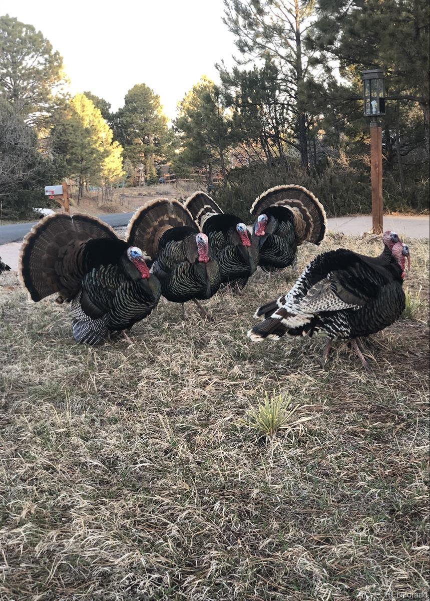 6224 Powell Road Parker, CO 80134 - Photo 30 of 40