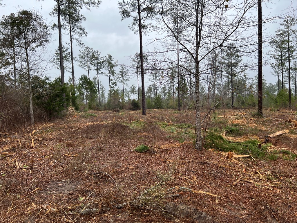22-acres Donzell Road Cottonwood, AL 36320 - Photo 6 of 15