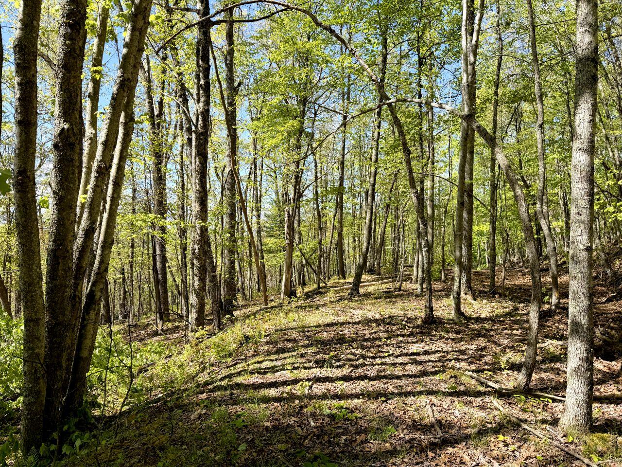 0 Hinton Road White Oak, WV 25989 - Photo 10 of 11 Tract-11-IMG_4461
