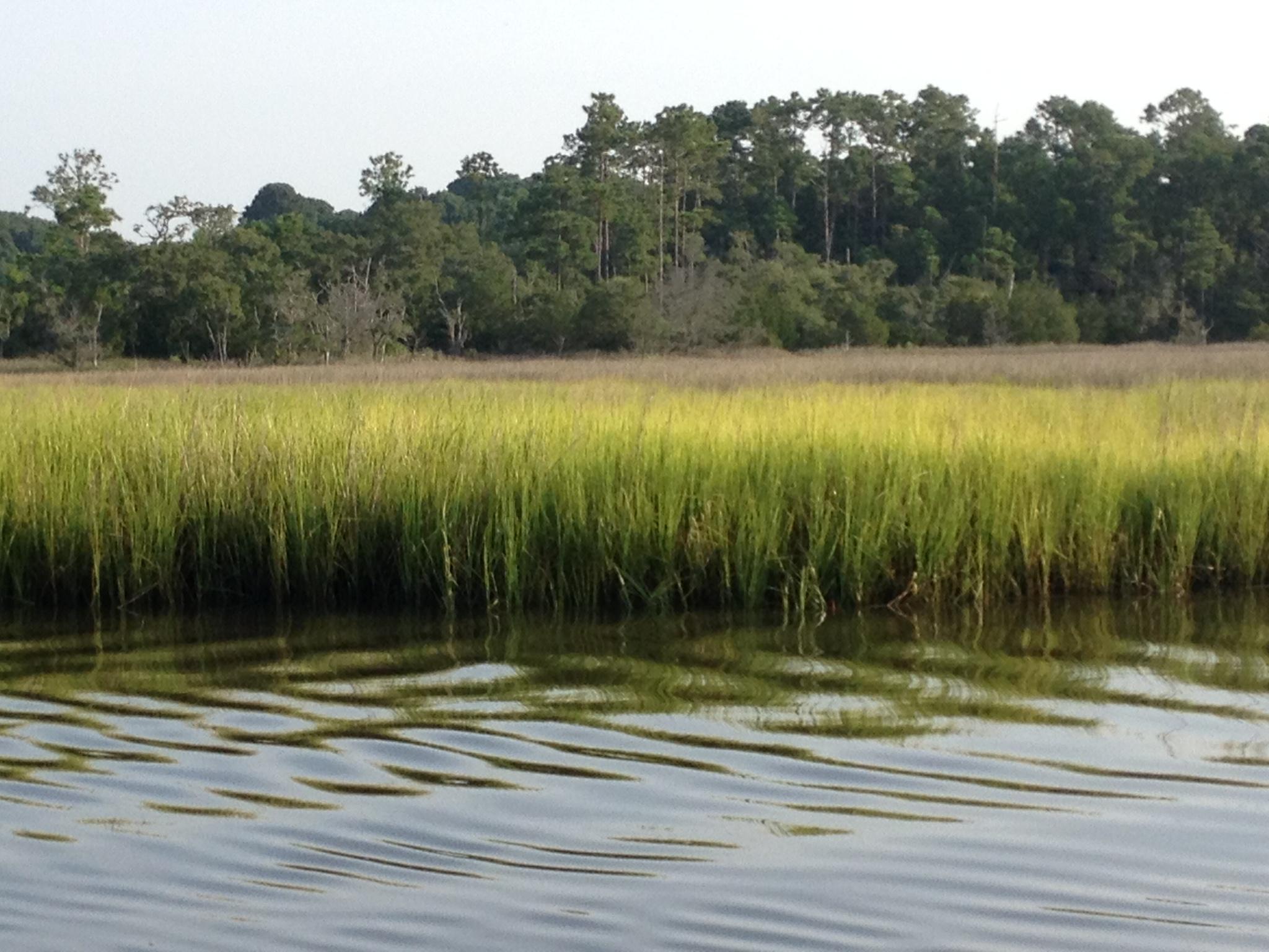 8695 Peters Point Road Edisto Island, SC 29438 - Photo 7 of 20 8695 PPR