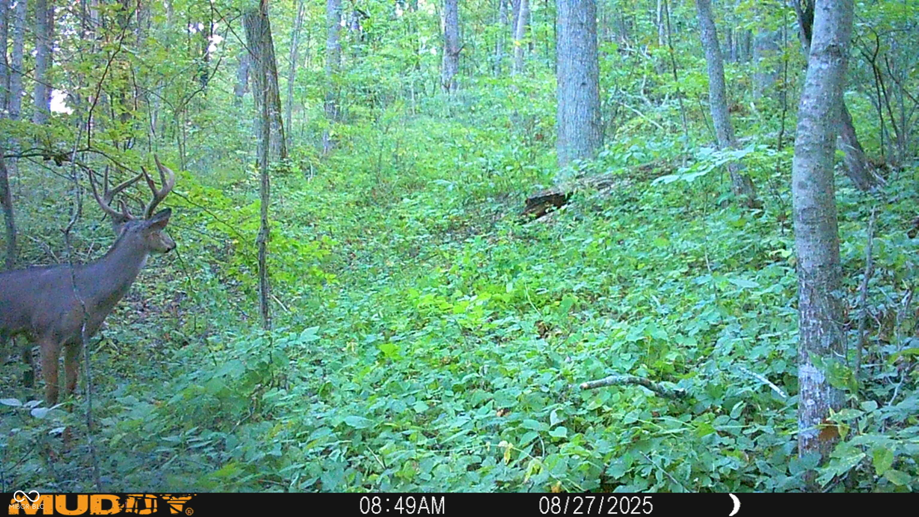 2933 Saluda Hl Road Hanover, IN 47243 - Photo 107 of 122