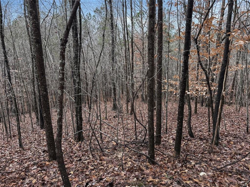 77 Observation Way Dallas, GA 30132 - Photo 5 of 11 a view of a yard with lots of trees