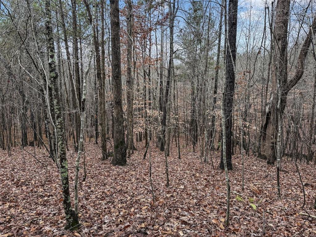 77 Observation Way Dallas, GA 30132 - Photo 6 of 11 a view of a yard with lots of trees