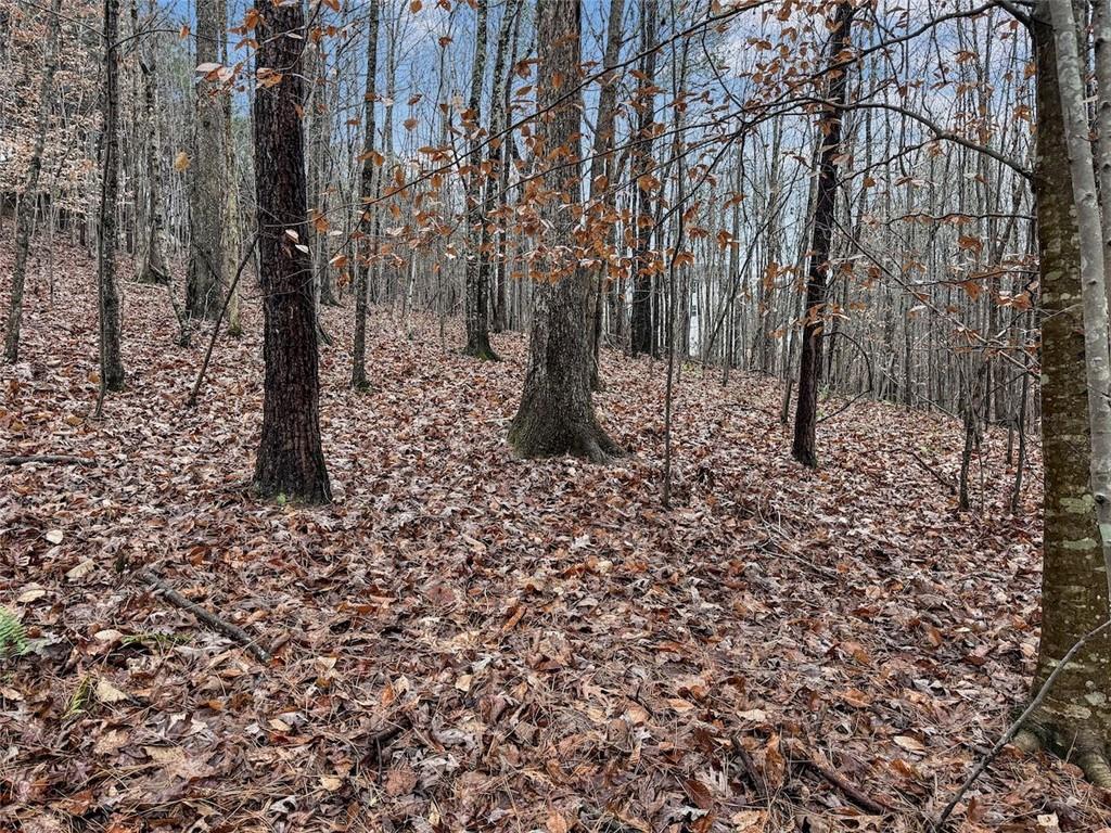 77 Observation Way Dallas, GA 30132 - Photo 7 of 11 a view of a forest filled with trees