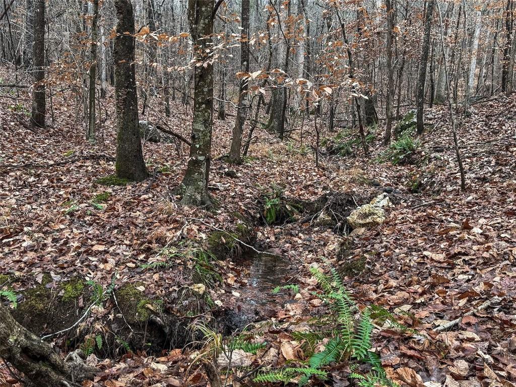 77 Observation Way Dallas, GA 30132 - Photo 8 of 11 a view of a yard with lots of bushes