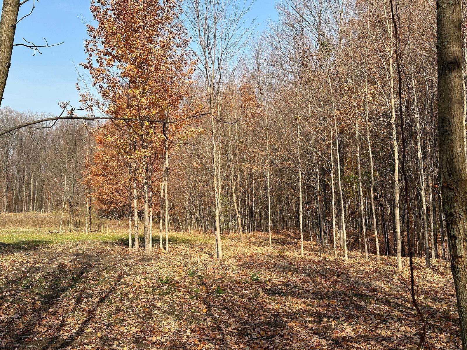 4461 Powell Road Kewadin, MI 49648 - Photo 5 of 18 Gallery Image 5