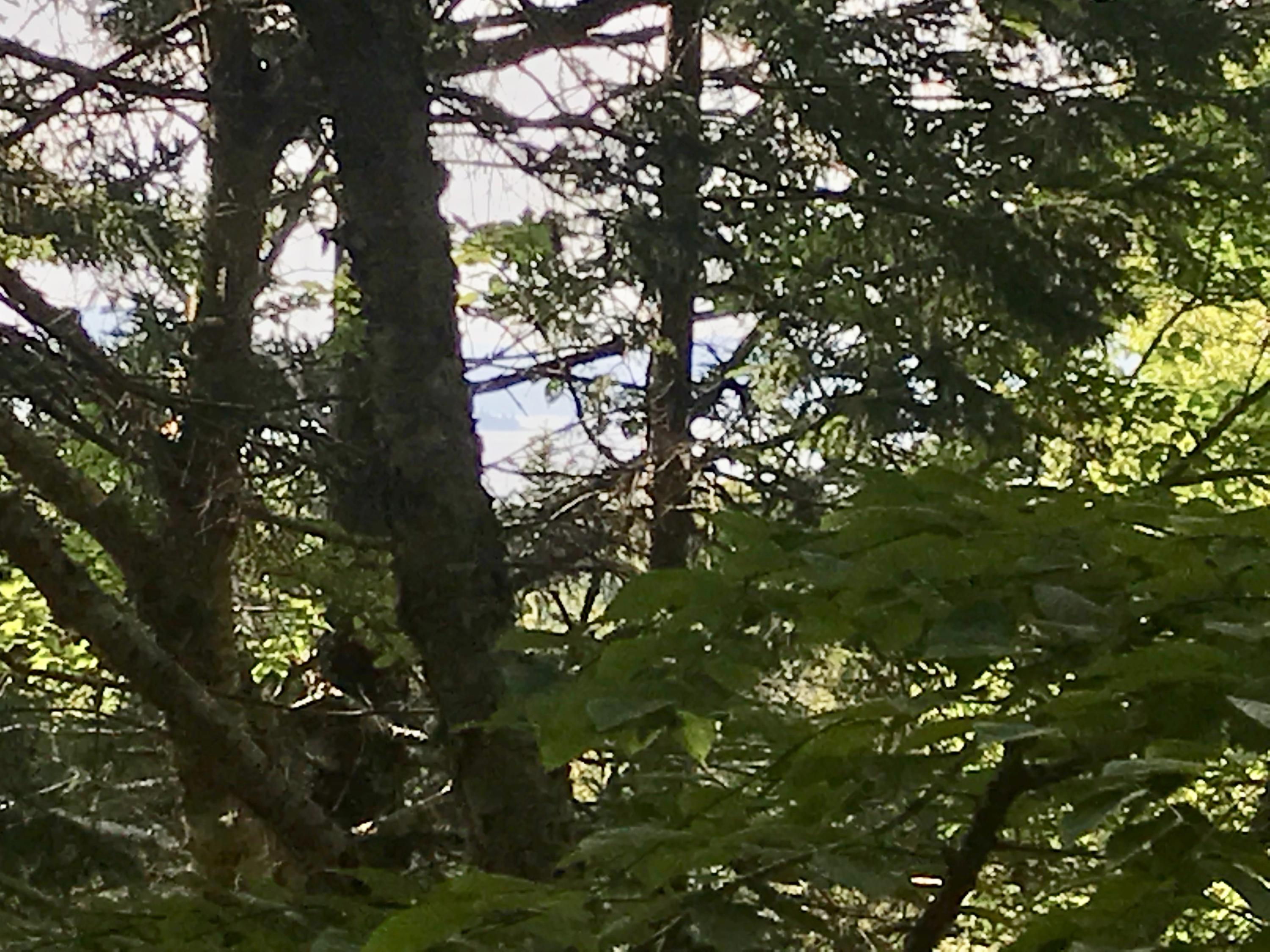 # West District Road North Haven, ME 04853 - Photo 3 of 11 fullsizeoutput_6345