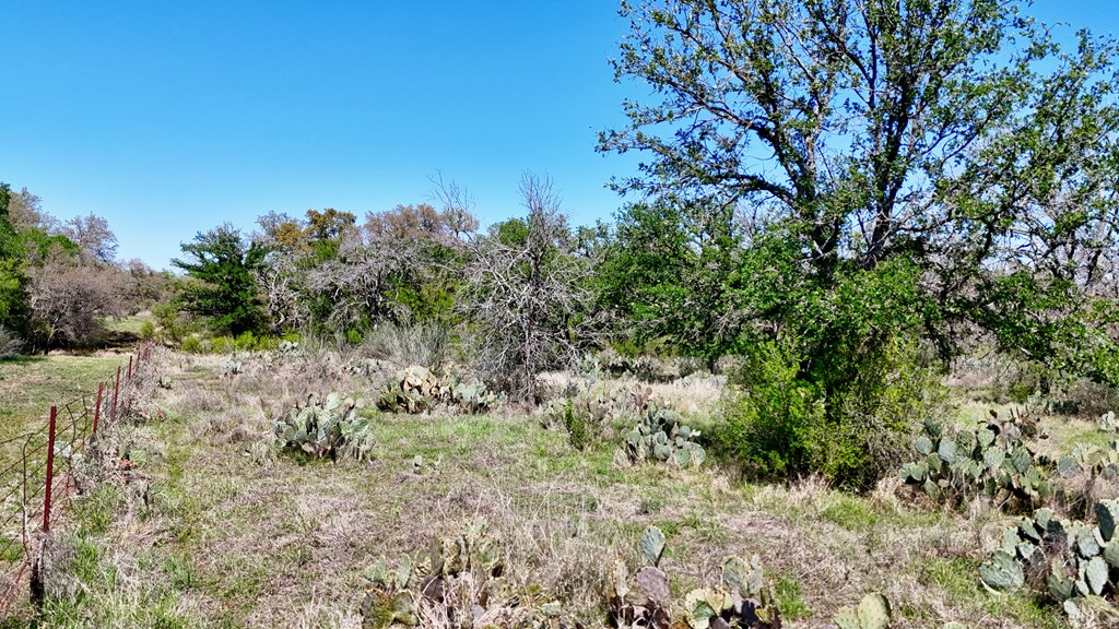 1 Ranch Road 2233 Kingsland, TX 78639 - Photo 11 of 36 a view of a yard with a tree