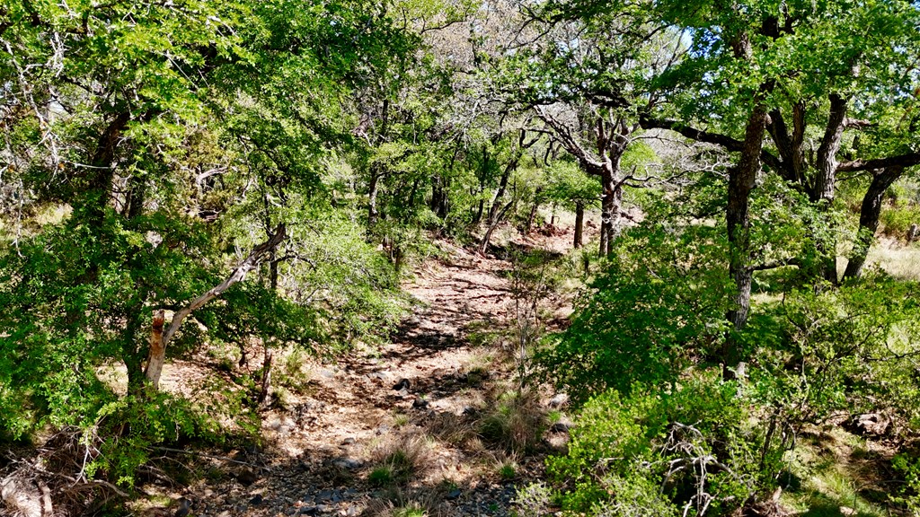 1 Ranch Road 2233 Kingsland, TX 78639 - Photo 14 of 36 a view of a tree