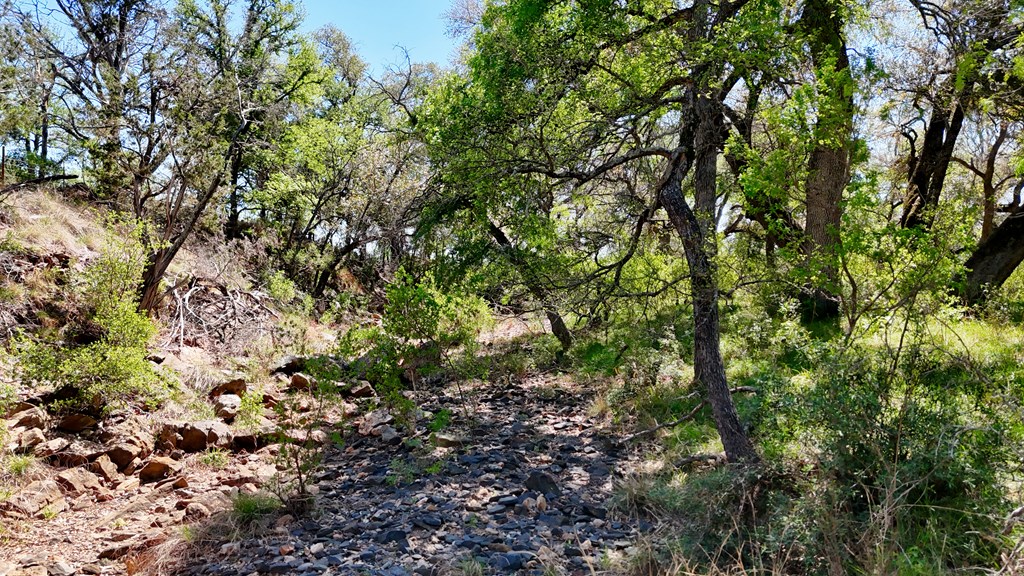1 Ranch Road 2233 Kingsland, TX 78639 - Photo 16 of 36 a view of a lush green forest