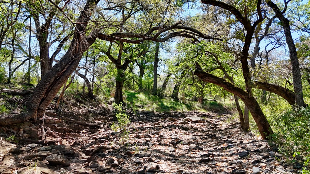 1 Ranch Road 2233 Kingsland, TX 78639 - Photo 18 of 36 a big yard with lots of plants and trees
