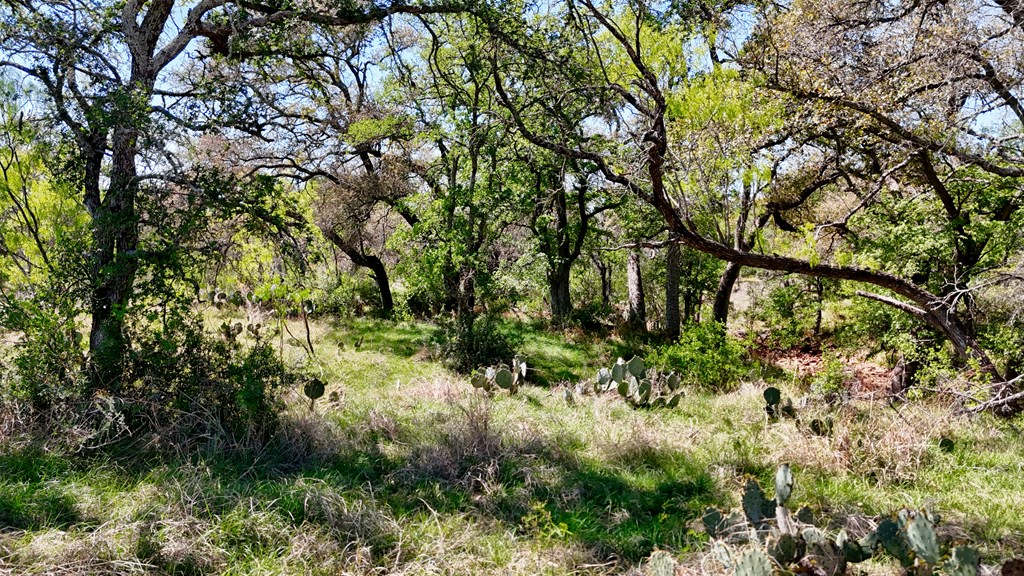 1 Ranch Road 2233 Kingsland, TX 78639 - Photo 20 of 36 a backyard of a house with lots of green space