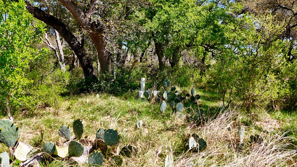 1 Ranch Road 2233 Kingsland, TX 78639 - Photo 27 of 36 a view of a yard with plants and large trees