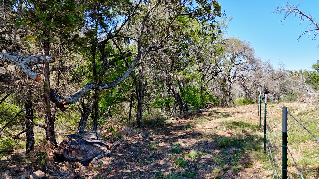 1 Ranch Road 2233 Kingsland, TX 78639 - Photo 29 of 36 a view of a forest that has a tree