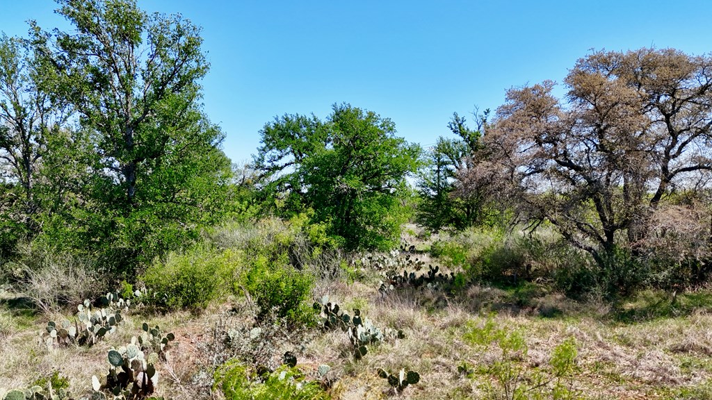 1 Ranch Road 2233 Kingsland, TX 78639 - Photo 10 of 36 a view of a garden with plants and large trees