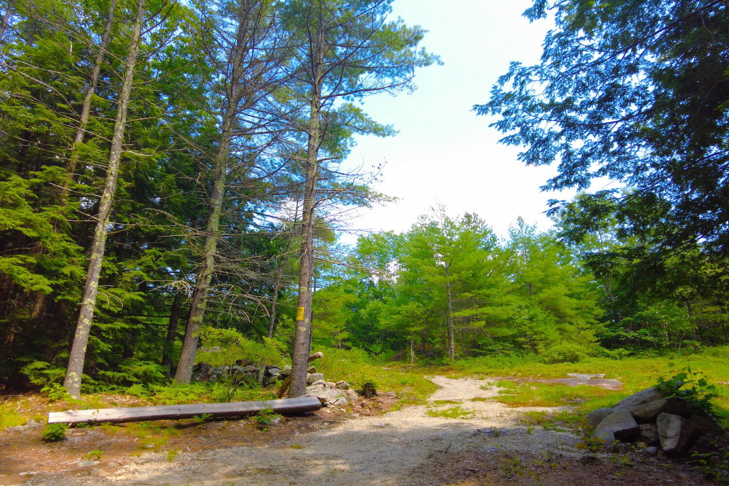 Tbd Roberts Pond Road Lyman, ME 04002 - Photo 15 of 37 Clearing