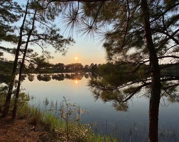 a view of a yard with plants