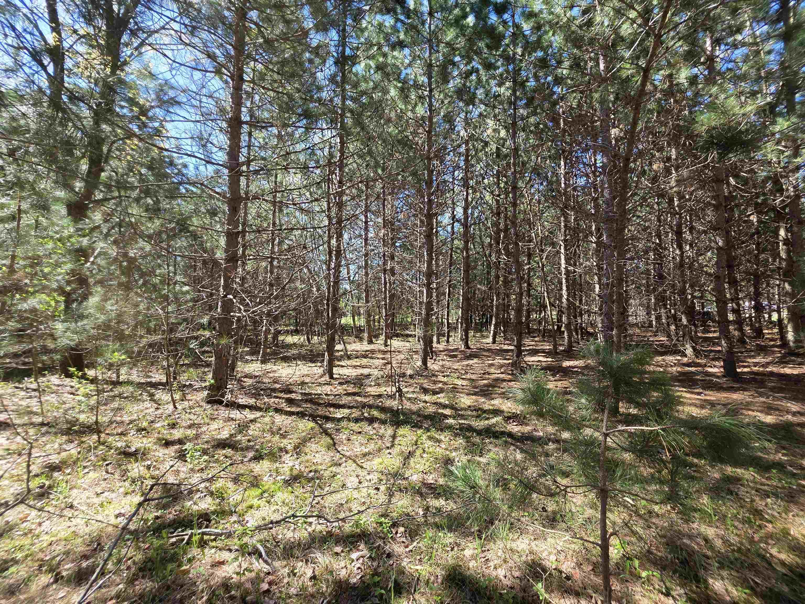 Vl 2-acres Arnold Road Manton, MI 49663 - Photo 12 of 15