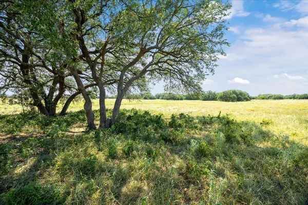 a view of yard with large trees and plants