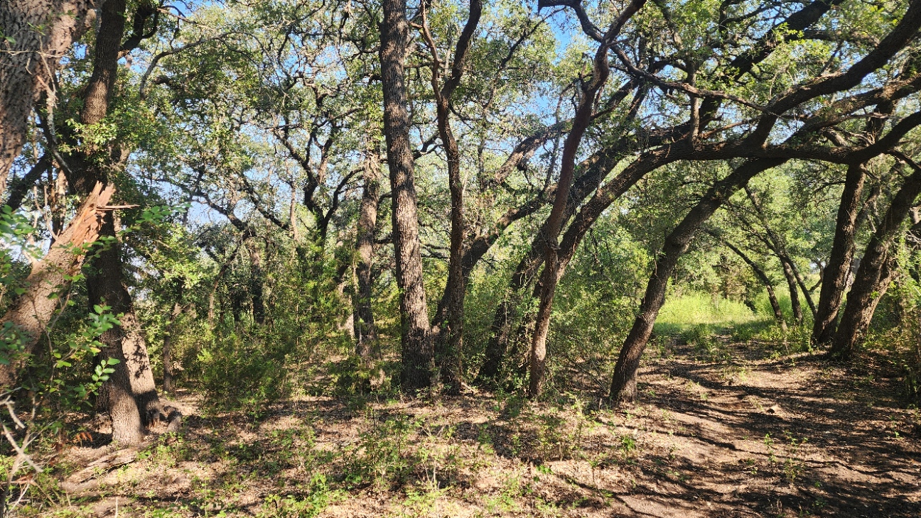 243 Bertram Tx 78605 Bertram, TX 78605 - Photo 25 of 27 a view of a yard with a tree